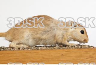 Gerbil - Meriones meridionus 0027